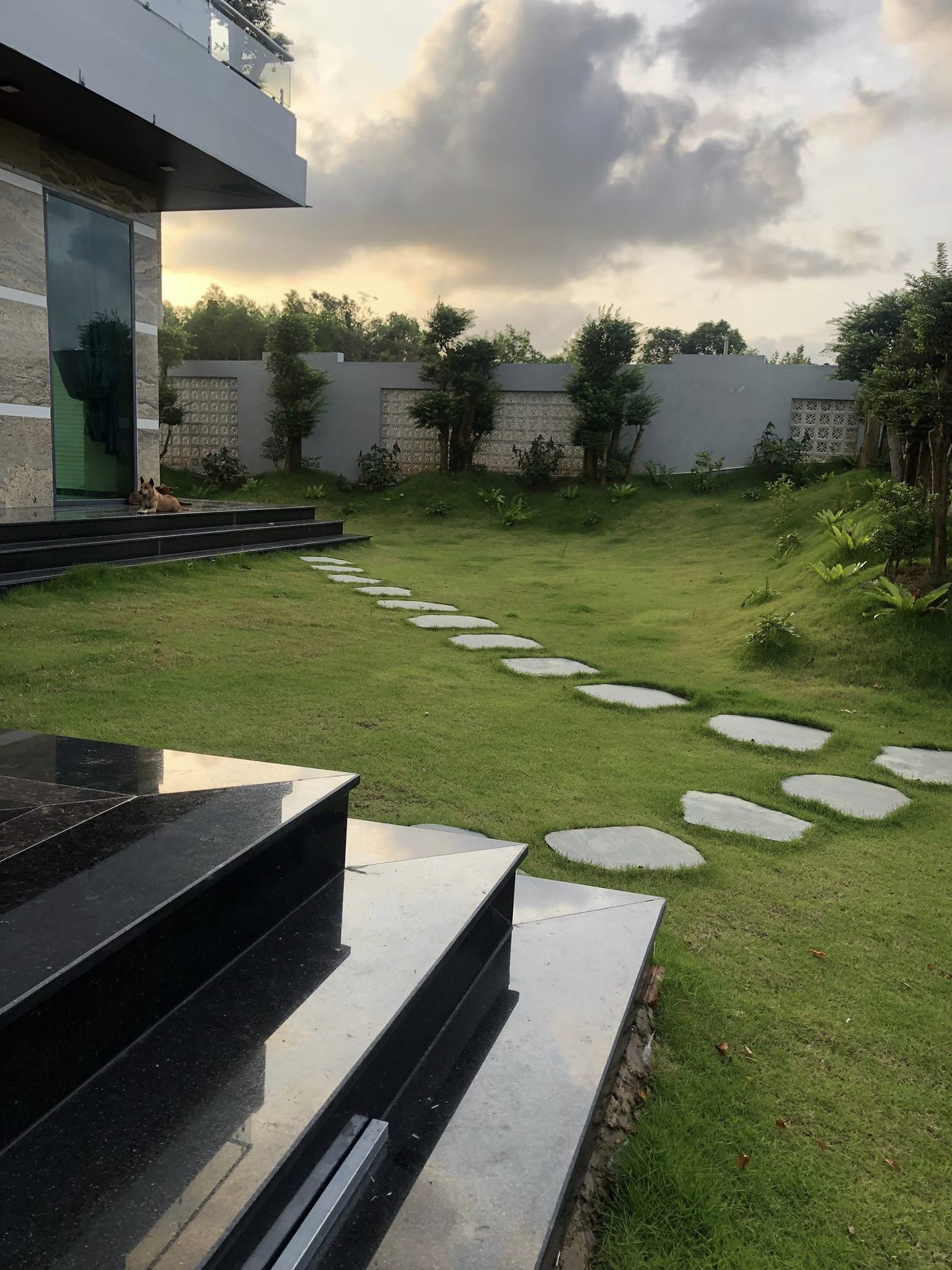 Cỏ nhung nhật - Cung cấp cỏ nhung nhật trang trí sân vườn Đà Nẵng