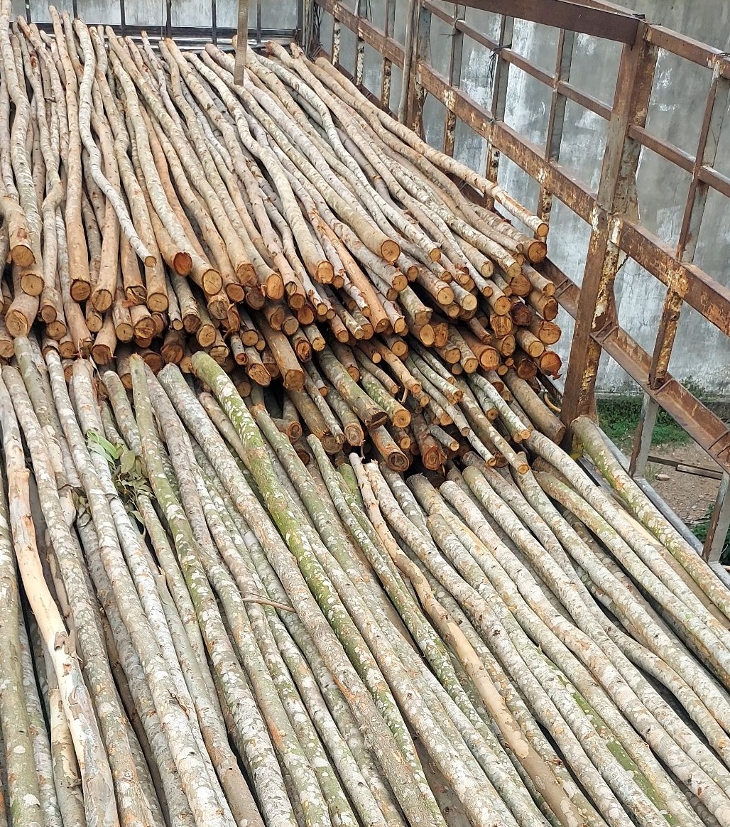 Cây chống gỗ bạch đàn Đà Nẵng - Giá bán cây chống gỗ bạch đàn giá rẻ