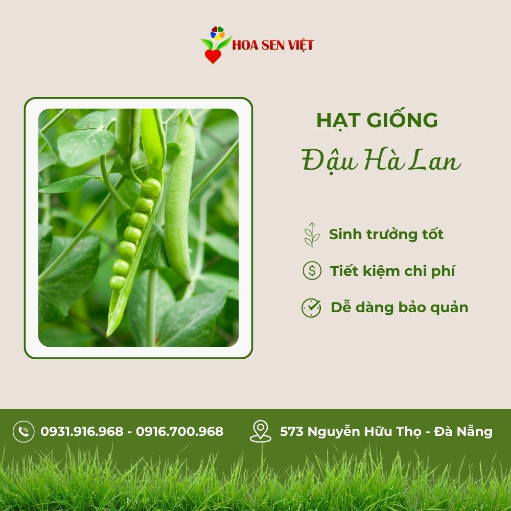 hạt giống rau đà nẵng