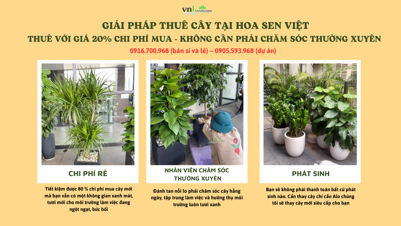 Dịch vụ cho thuê cây tại Đà Nẵng