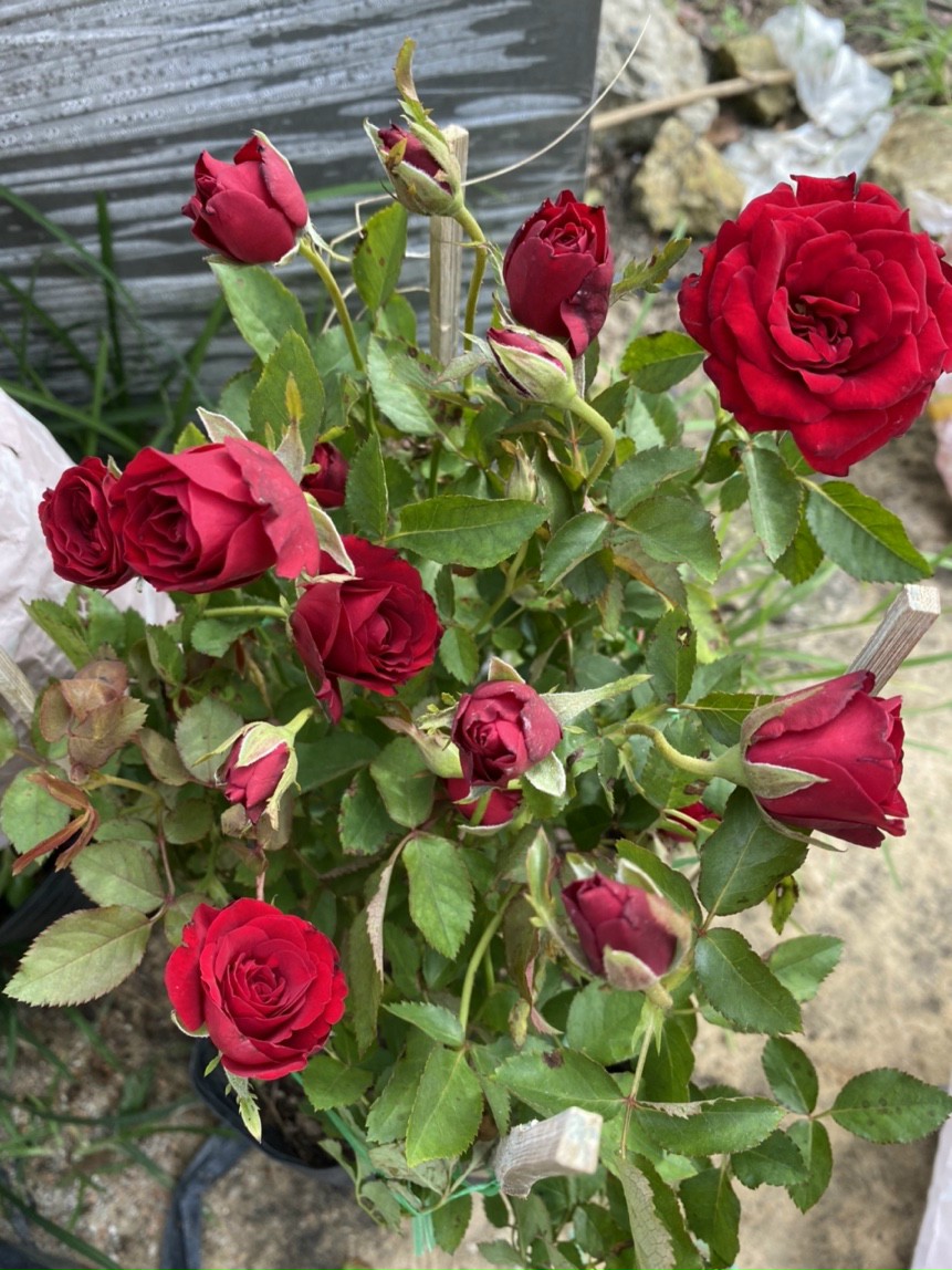 Hoa hồng nhập nở đẹp rực rỡ ở Đà Nẵng