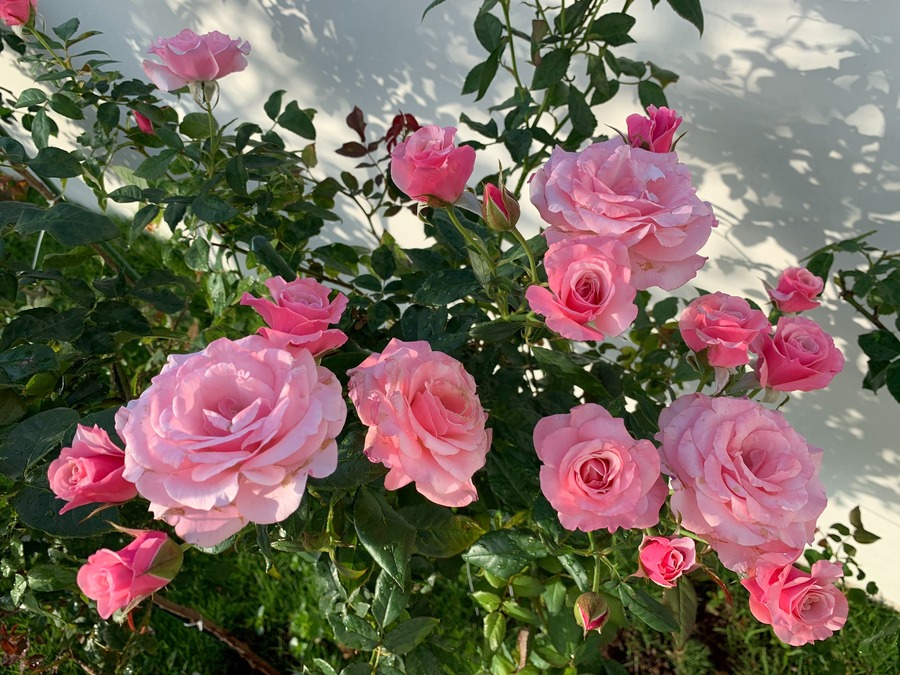 hoa hồng đẹp đà nẵng