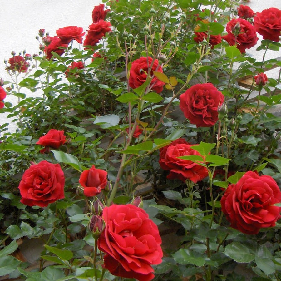 hoa hồng đẹp đà nẵng