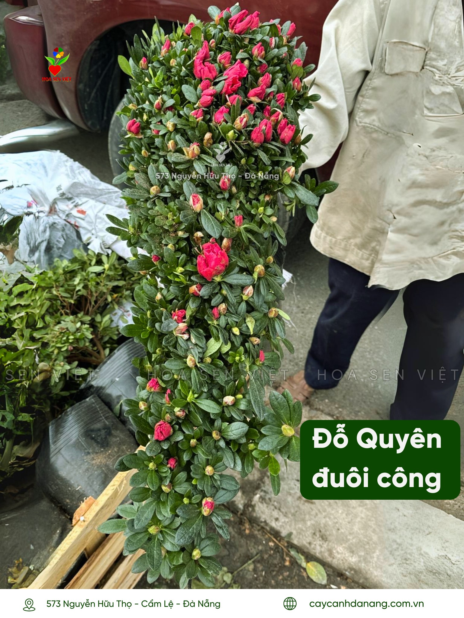 hoa đỗ quyên đà nẵng