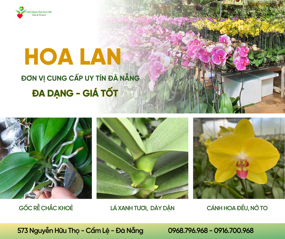 hoa lan đà nẵng