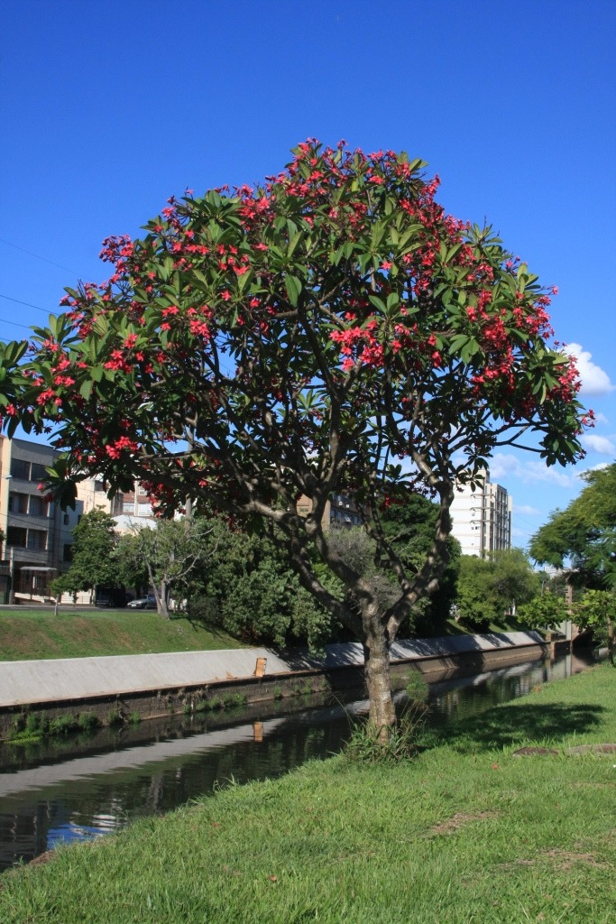 cây hoa sứ đỏ