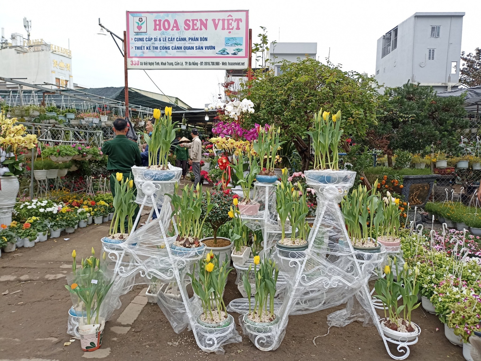 cây hoa tulip