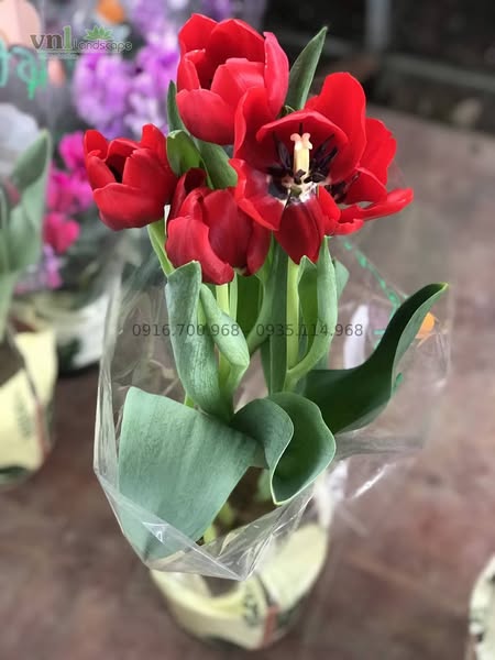 cây hoa tulip