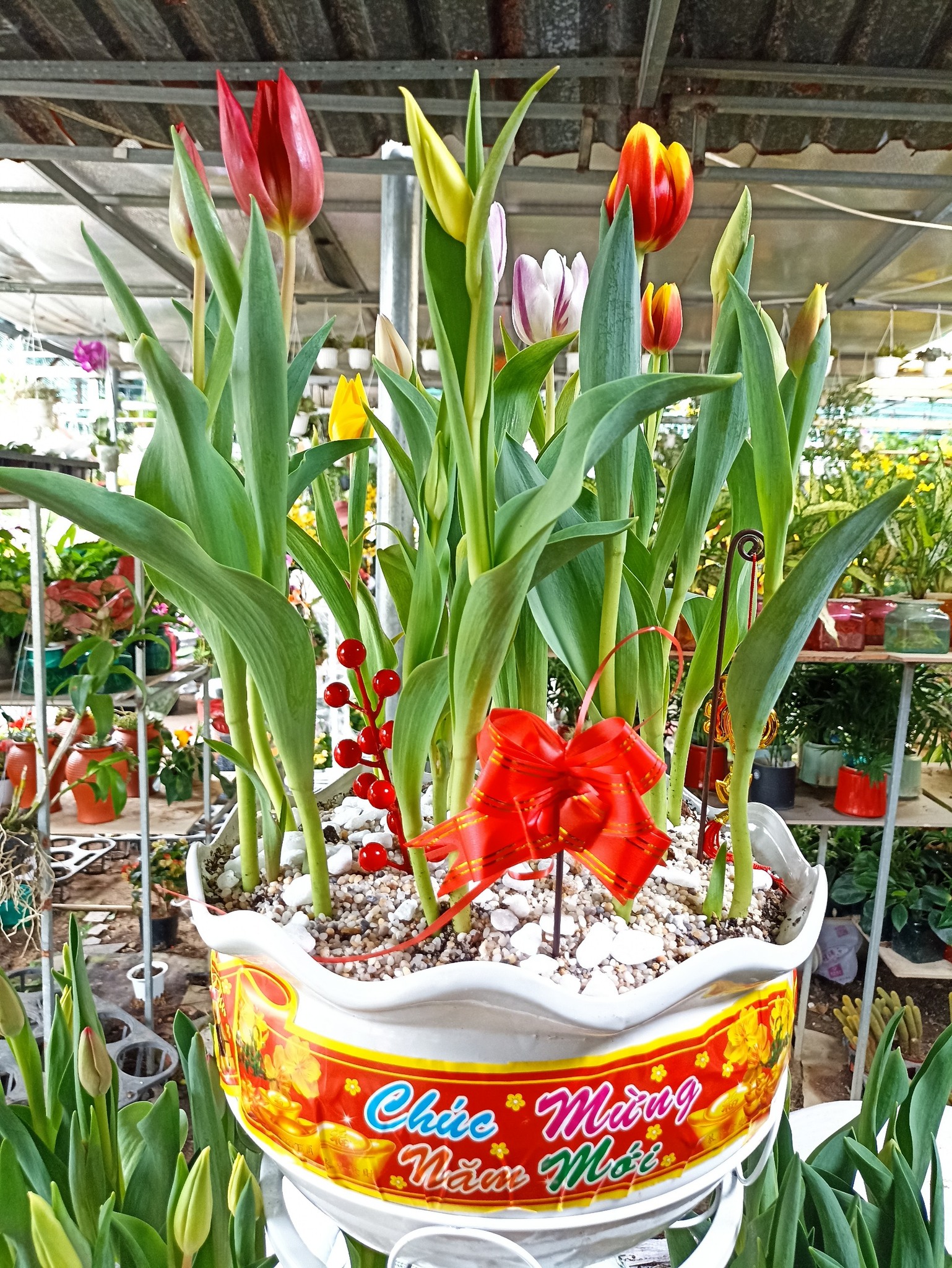 cây hoa tulip