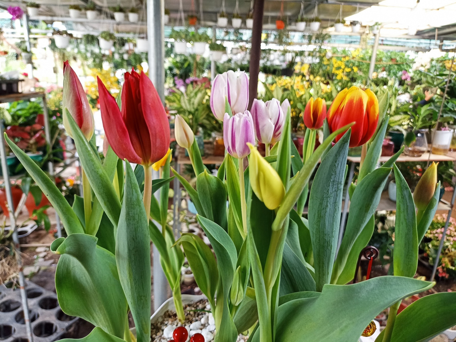 cây hoa tulip