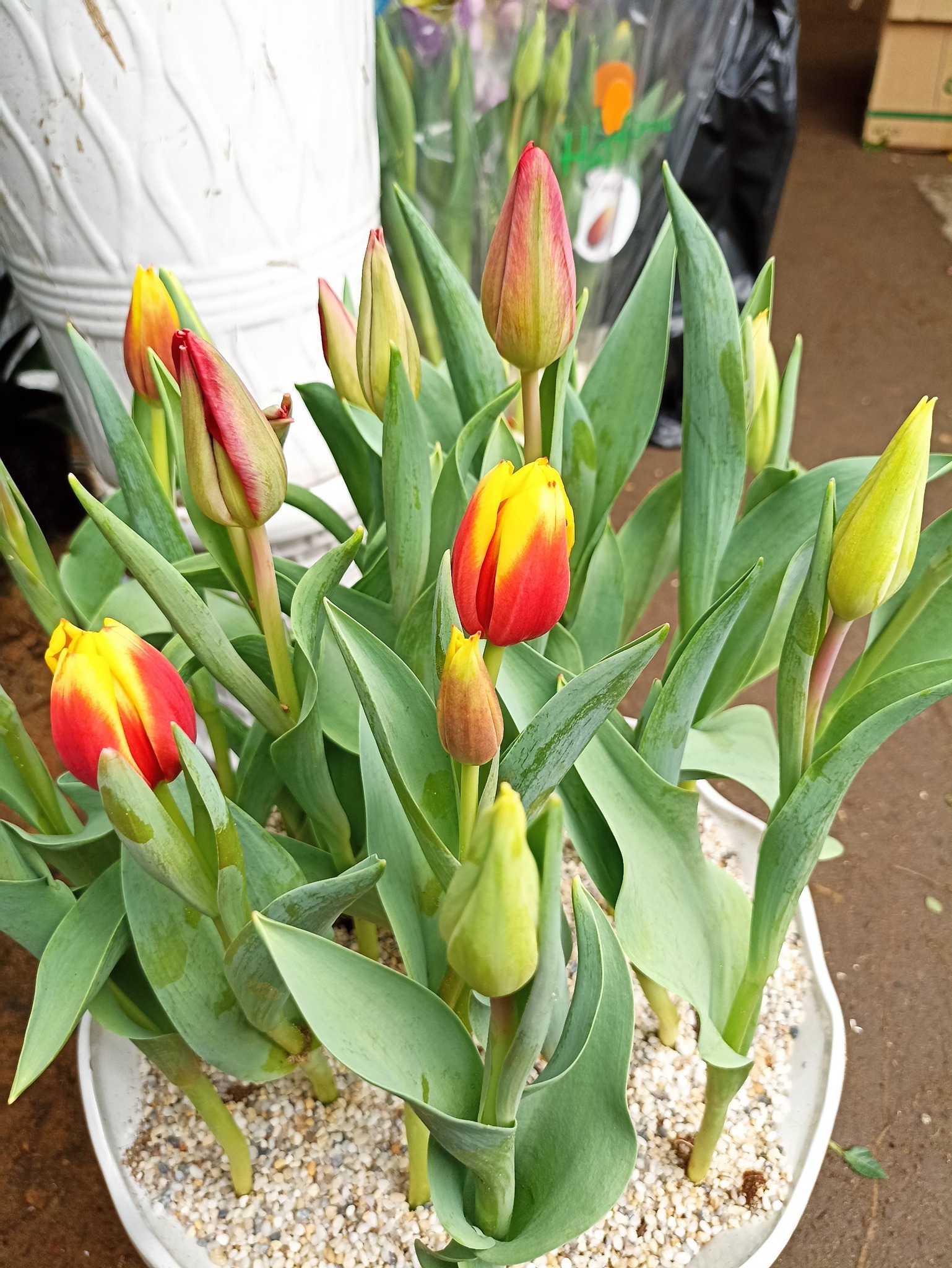 cây hoa tulip