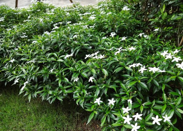 Đặc điểm cây mai vạn phúc đẹp nở hoa quanh năm Đà Nẵng