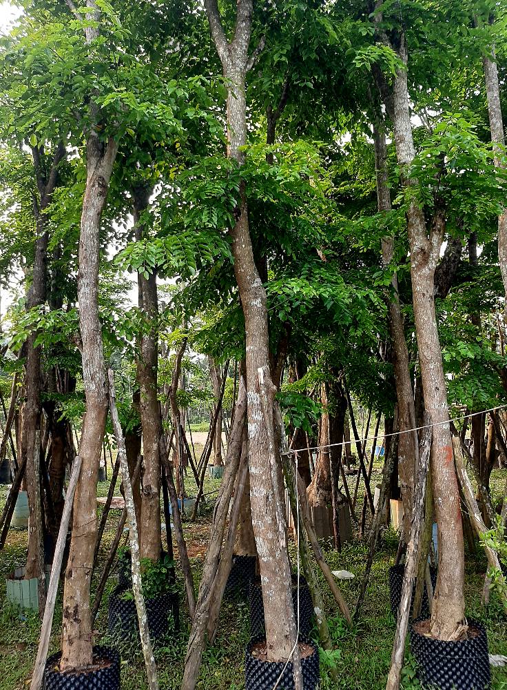 Cây chống vườn ươm Đà Nẵng - Cung cấp cây chống gỗ giá rẻ Đà Nẵng