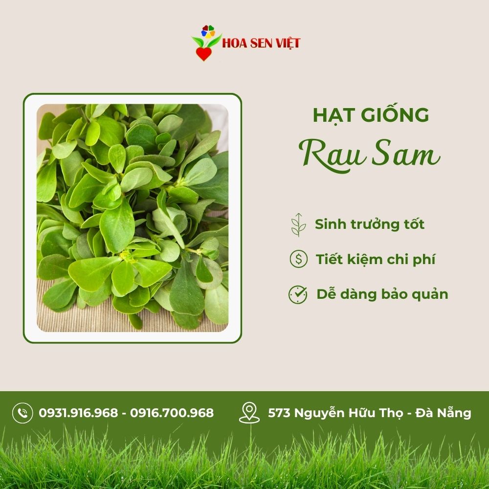 hạt giống đà nẵng