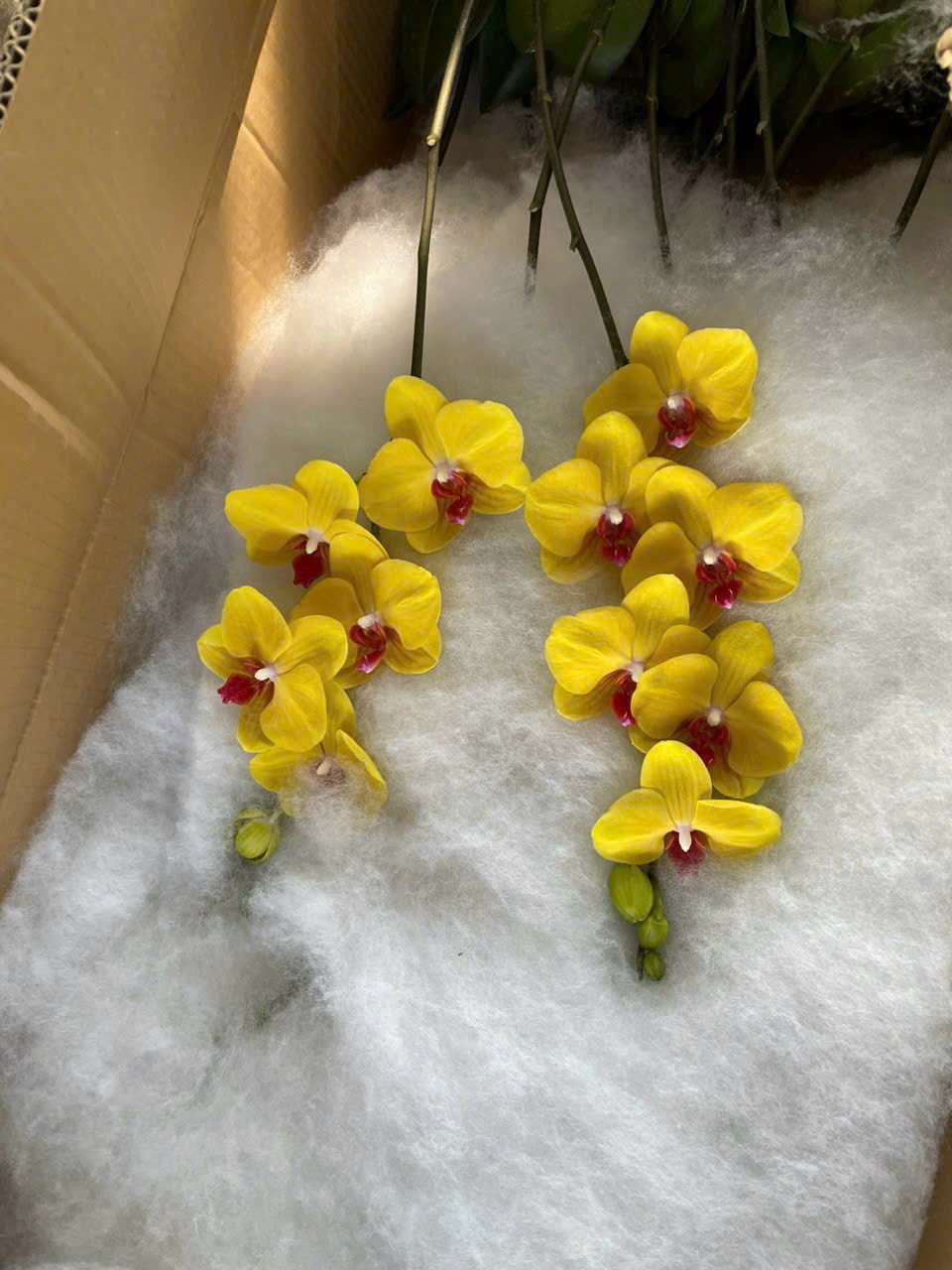 hoa lan hồ điệp màu vàng kim