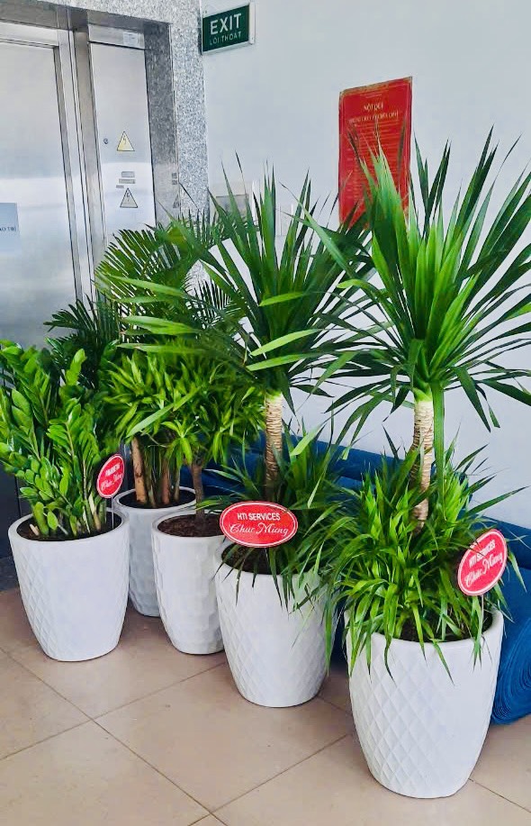 cây văn phòng đà nẵng