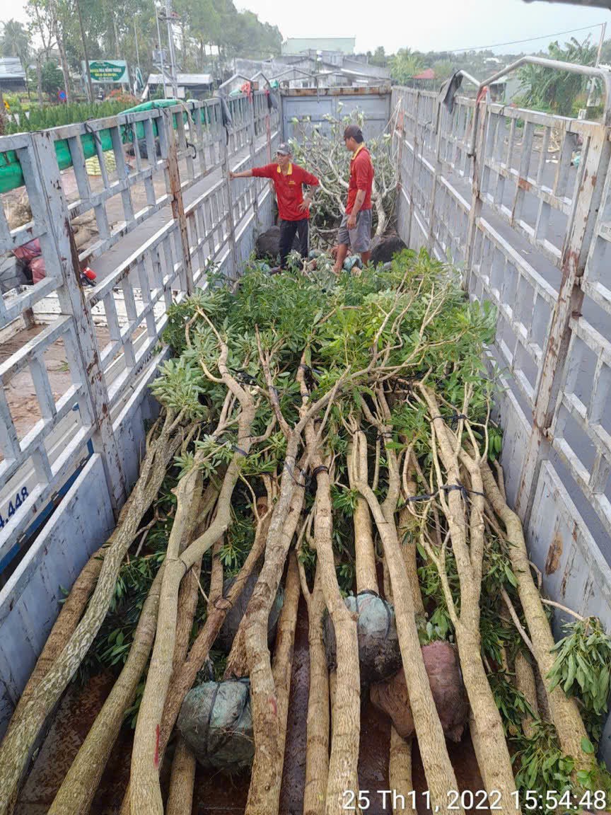 cây xanh đà nẵng