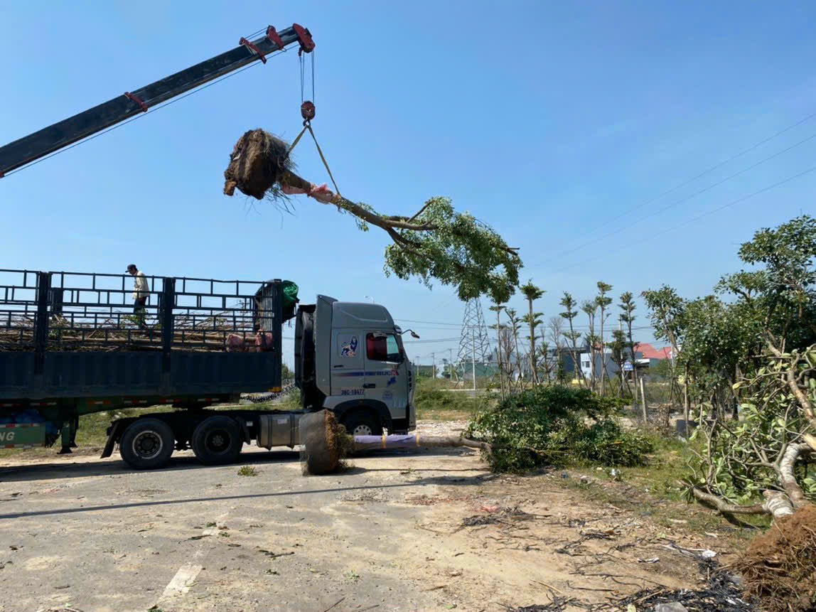 cây xanh công trình đà nẵng