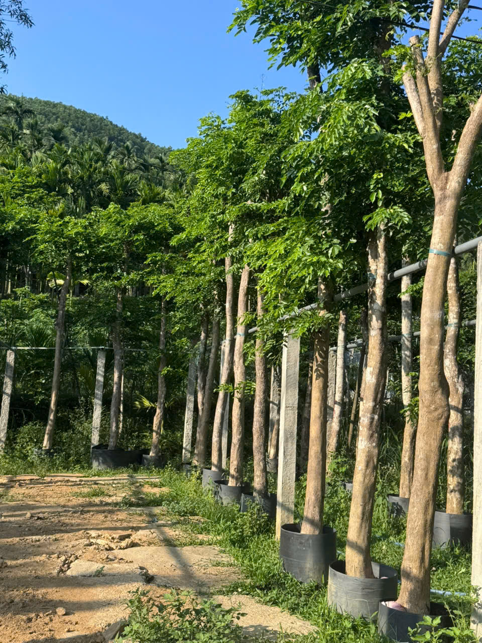 cây giáng hương