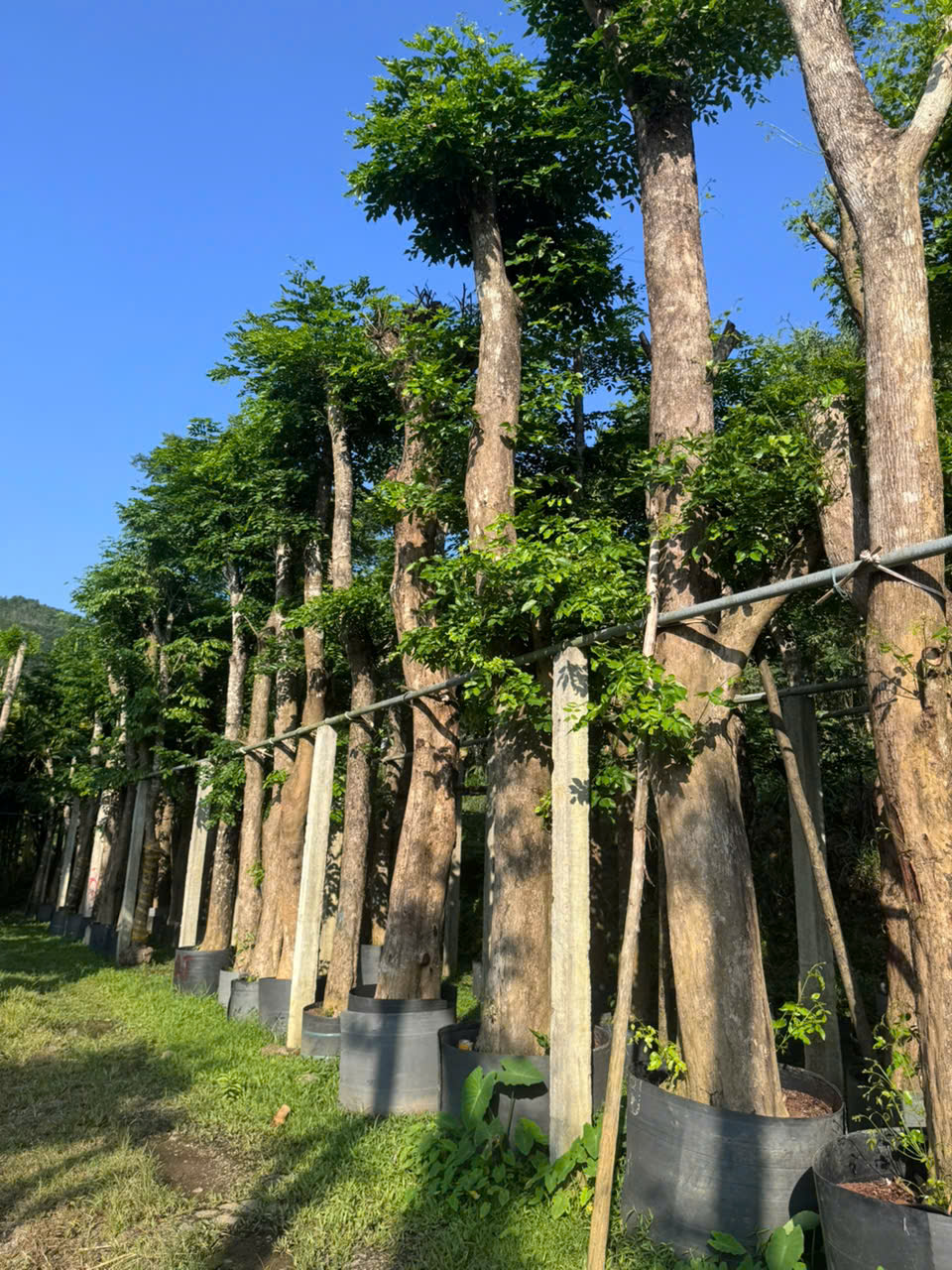 cây giáng hương