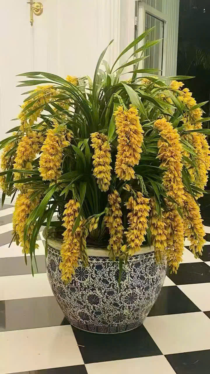 hoa địa lan đà nẵng