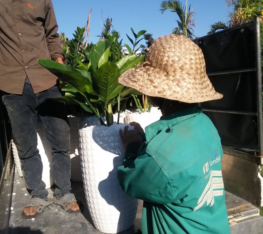 Cho thuê cây tại Đà Nẵng