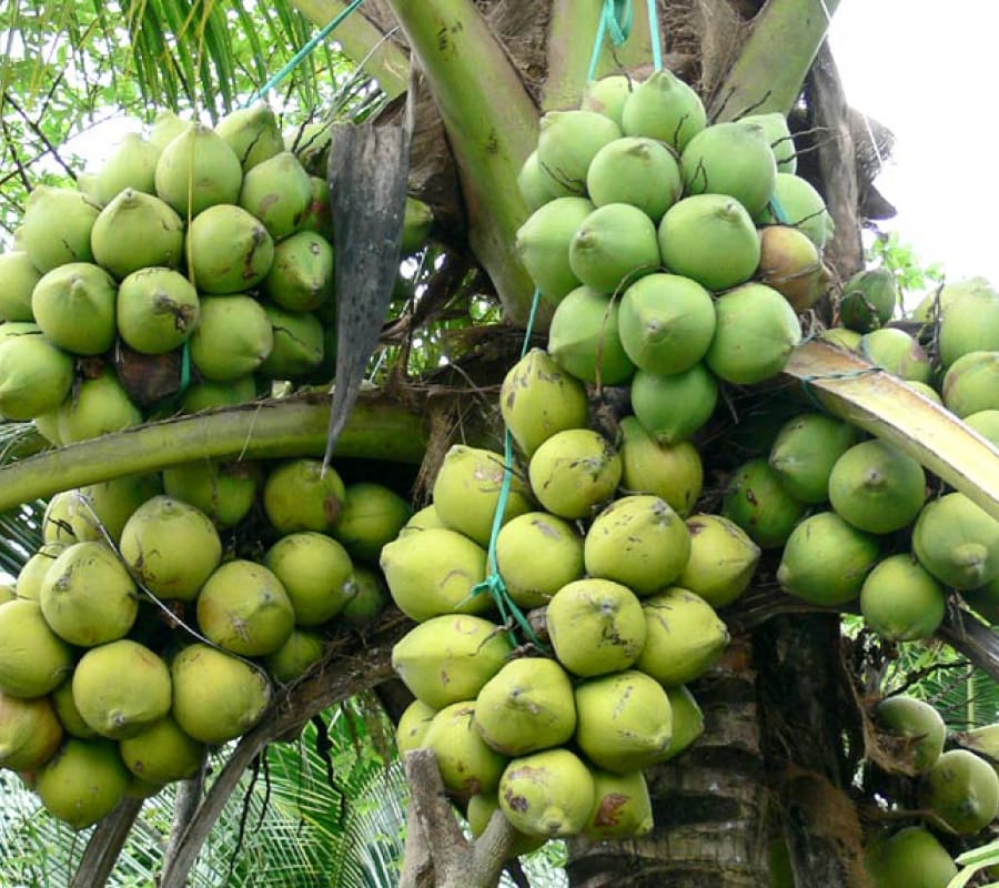Cây dừa Đà Nẵng