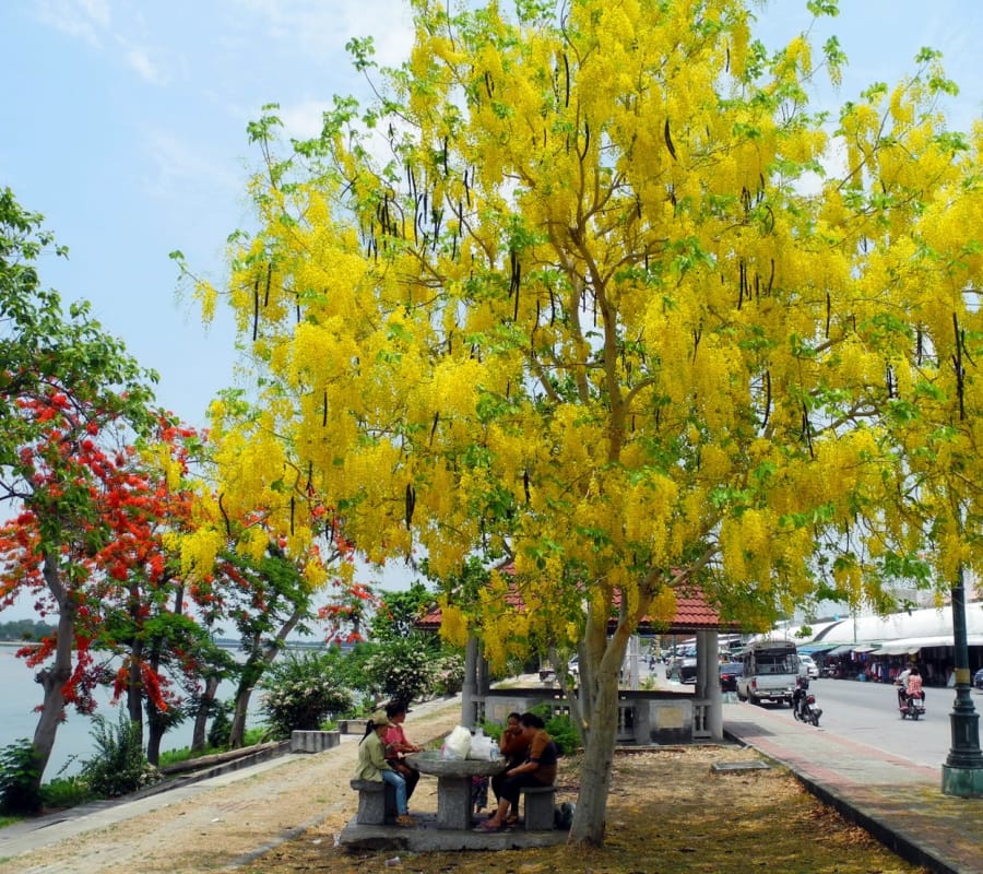 Cây osaka vàng tại Đà Nẵng