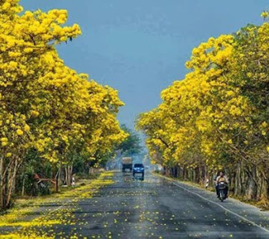 Cây chuông vàng - Cây cảnh Đà Nẵng