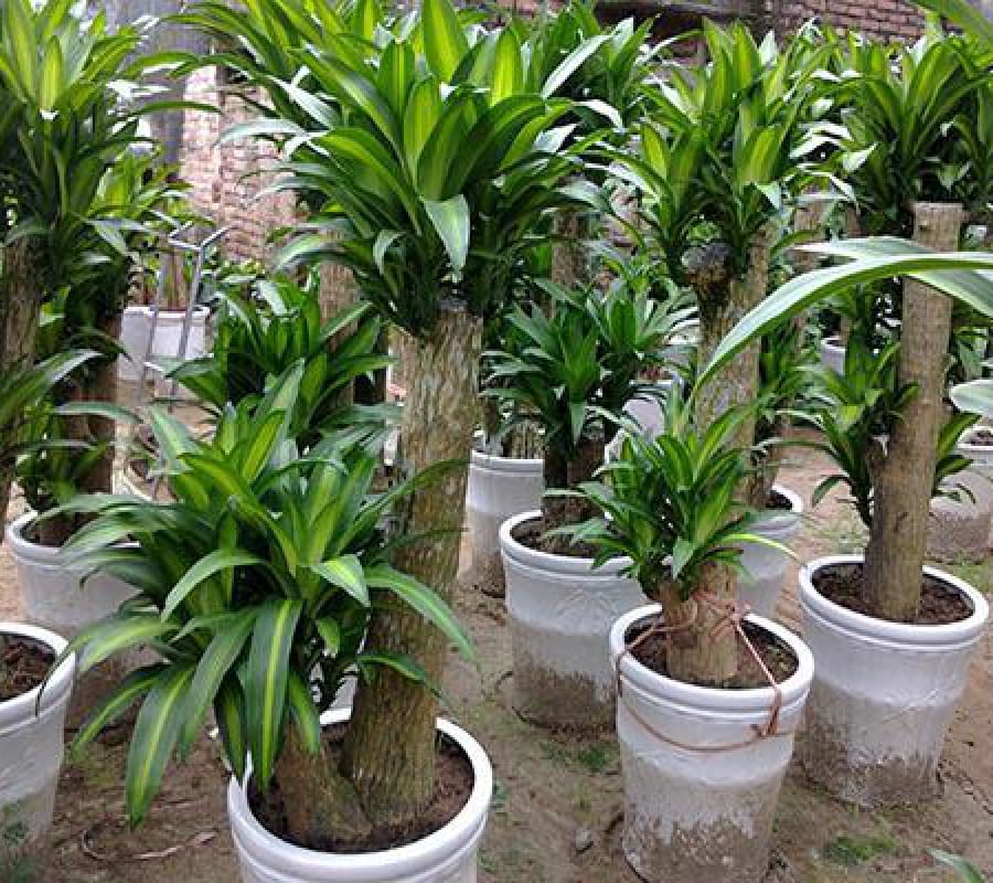 Cây thiết mộc lan - Giá bán, cách trồng và chăm sóc cây thiết mộc lan