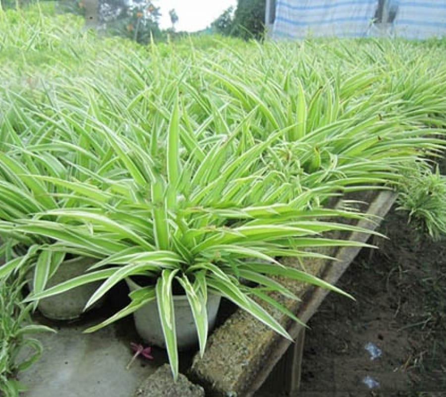 Cỏ lan chi - Đặc điểm, giá bán, cách trồng và chăm sóc cây cỏ lan chi