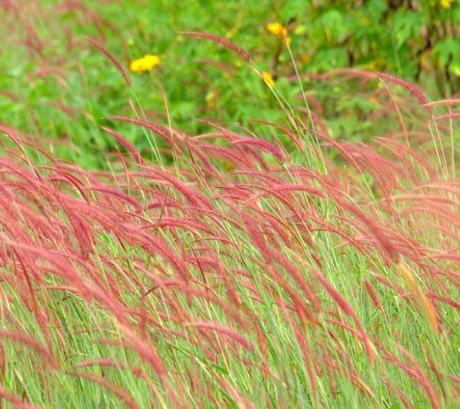 Cỏ lau đỏ (cỏ đuôi chồn), cỏ lay đỏ hay còn gọi cỏ đuôi chồn đỏ