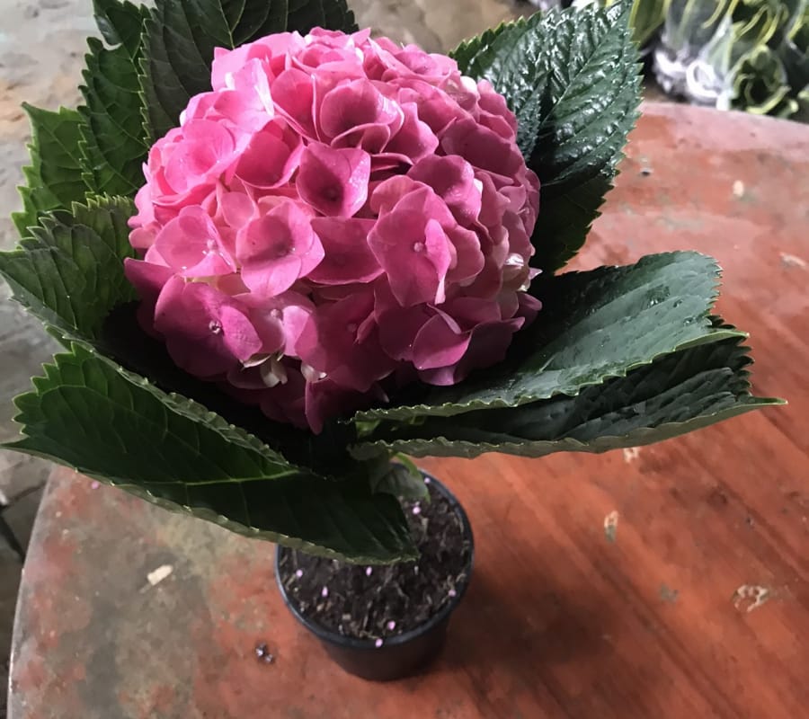Hoa cẩm tú cầu