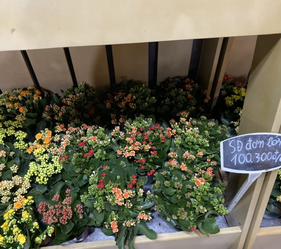 Hoa sống đời - Đà Lạt Hasfarm