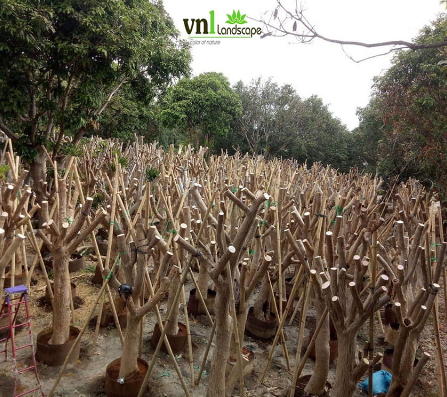 Cây phát tài núi Đà Nẵng- Giá bán, cách trồng và chăm sóc cây phát tài núi