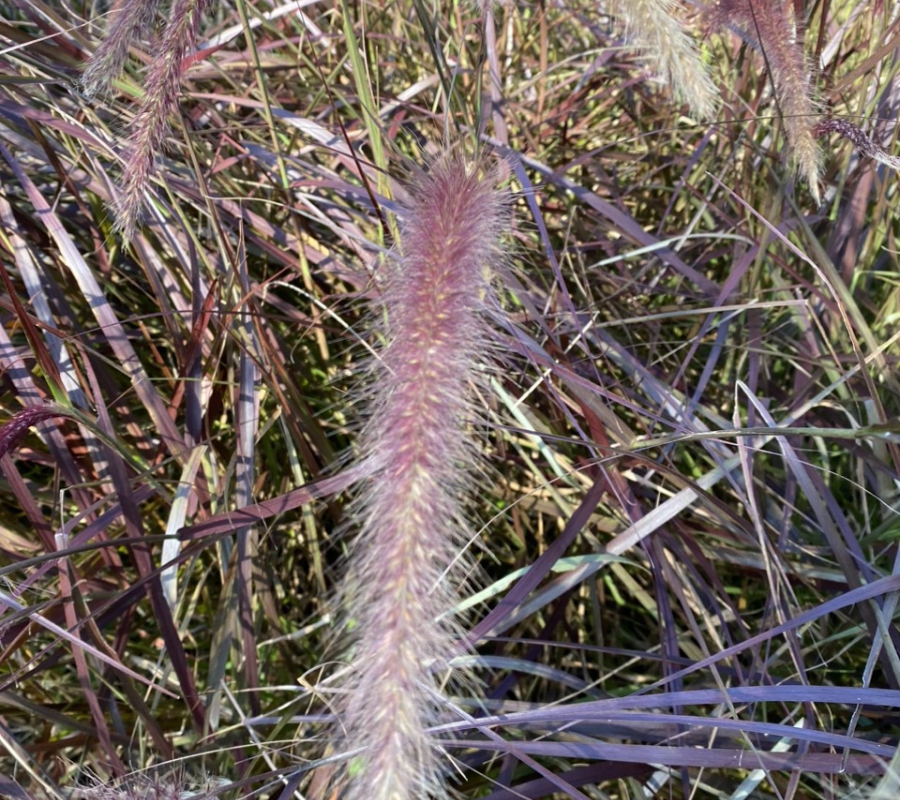 Cỏ lau tím ( pensisetum cetaceum)