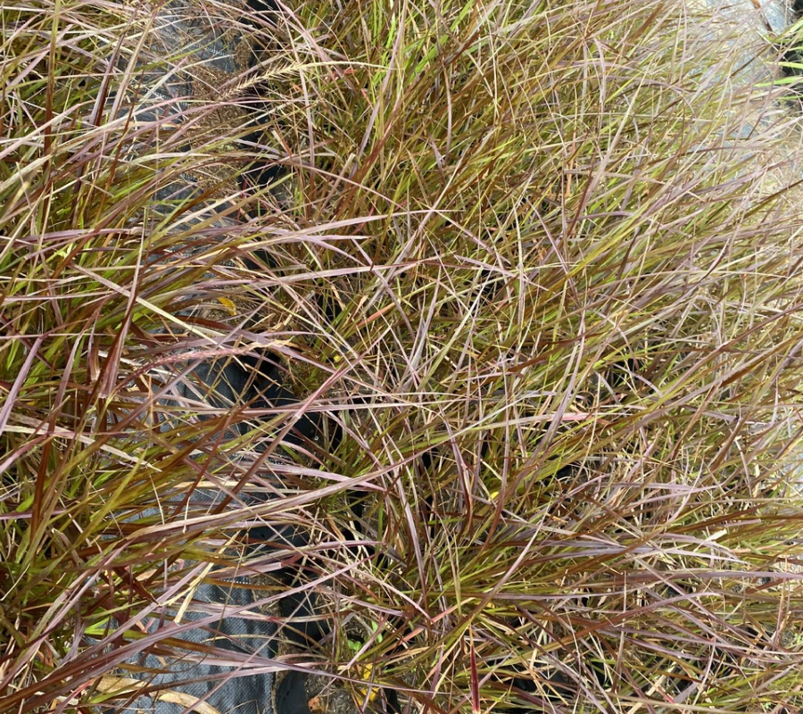 Cỏ lau tím ( pensisetum cetaceum)