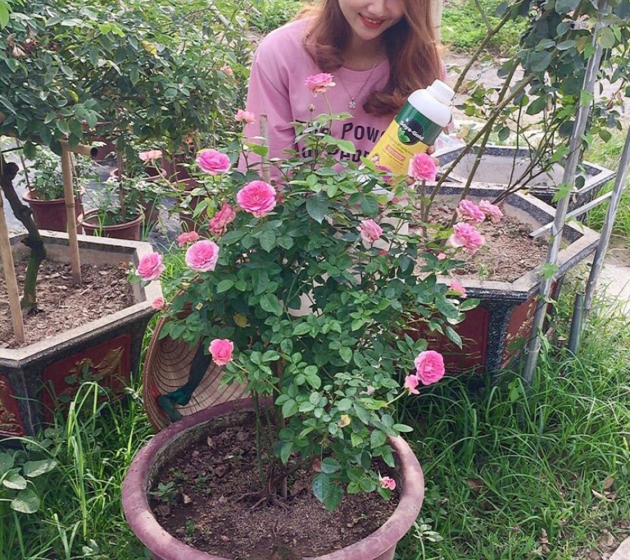 Phân bón hữu cơ hoa hồng và cây kiểng