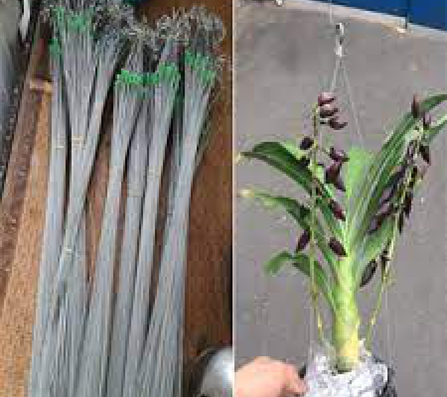 Móc treo chậu hoa - chậu trồng lan bằng kẽm - 110cm