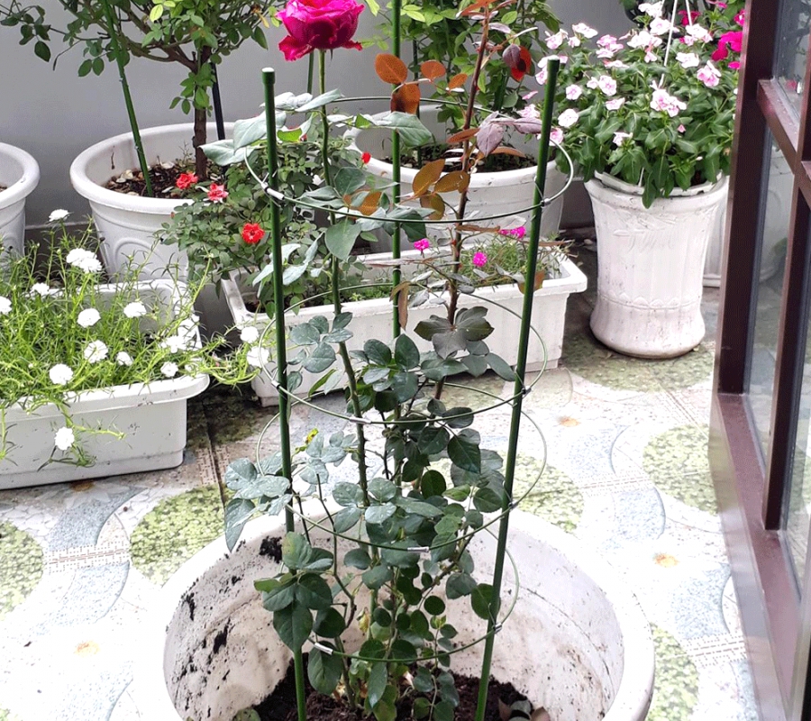 Khung trồng hoa hồng tiện dụng - 90cm