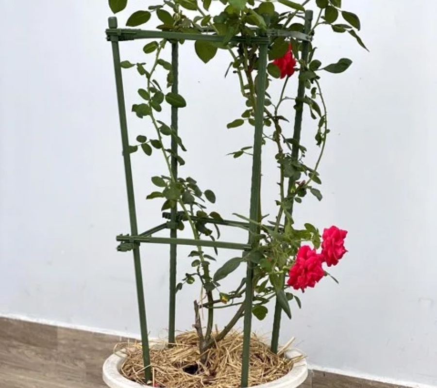 Khung trồng hoa hồng, hoa leo, cây leo tiện dụng