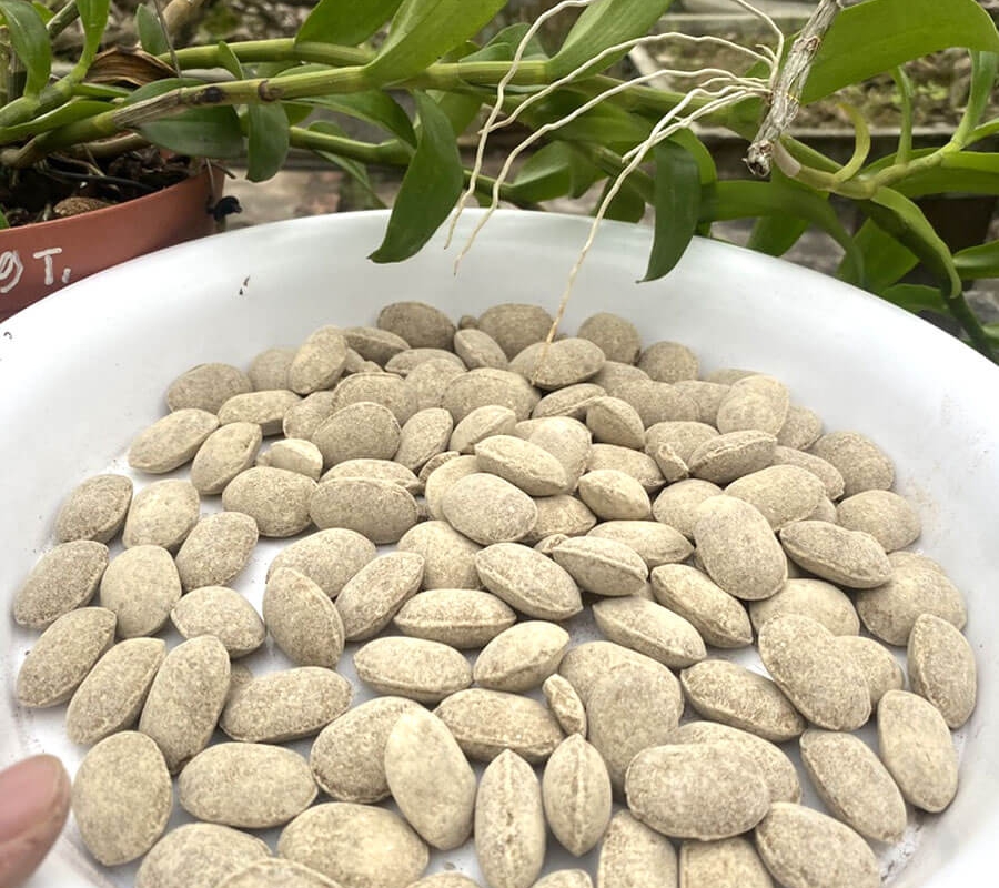 Phân quả bàng - hạt bàng tan chậm Nhật Bản - Nurseryace 12-6-6-2 - 15kg