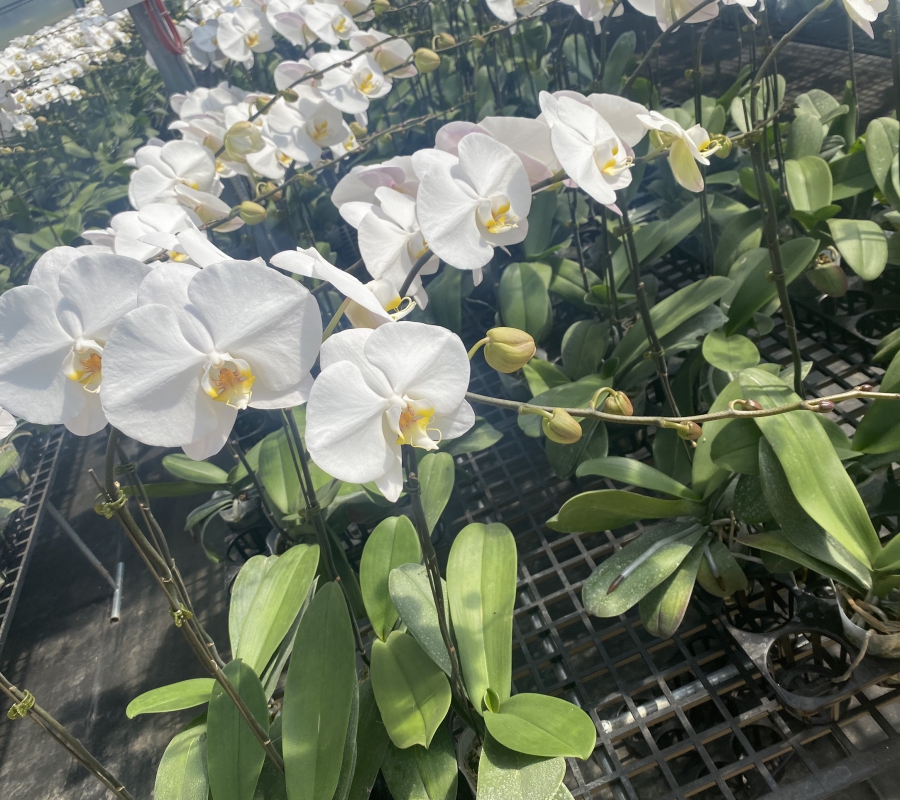 Hoa lan hồ điệp trắng