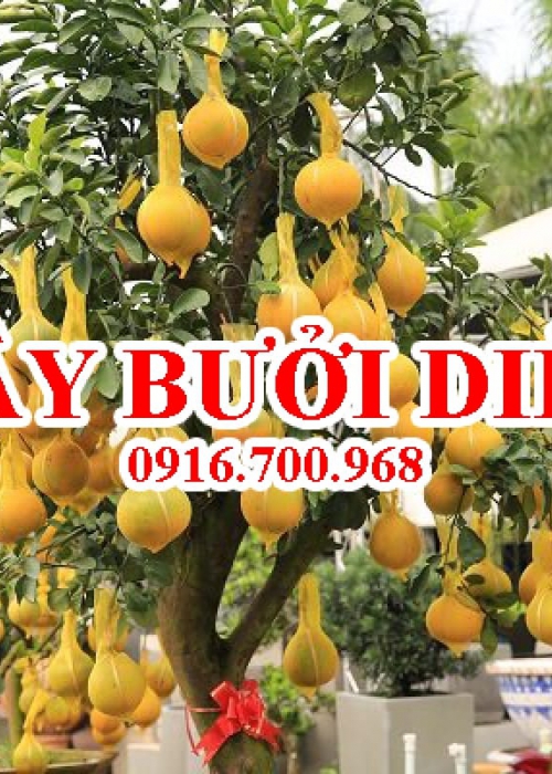 Cây Bưởi Diễn Chưng Tết