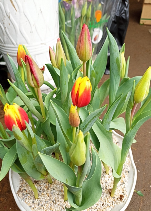 Hoa Tulip Đà Nẵng