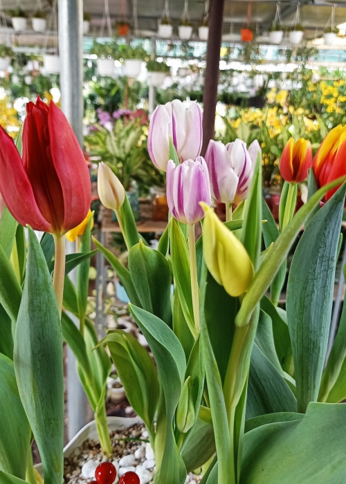 Hoa Tulip Đà Nẵng