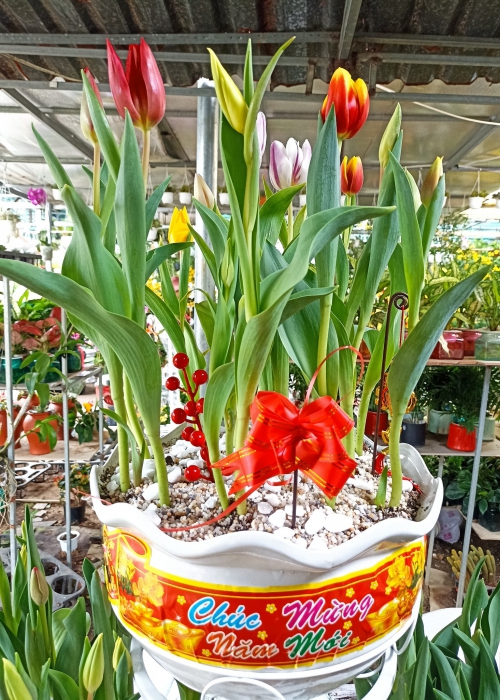 Hoa Tulip Đà Nẵng