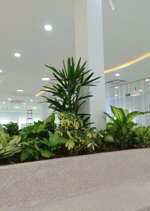 Shop Cây Văn Phòng Đà Nẵng | Hoa Sen Việt - Cung Cấp & Cho Thuê Cây Xanh Nội Thất
