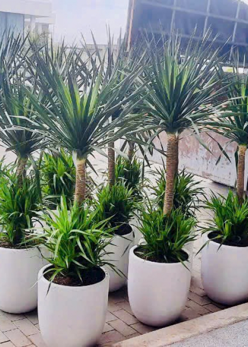 Shop Cây Văn Phòng Đà Nẵng | Hoa Sen Việt - Cung Cấp & Cho Thuê Cây Xanh Nội Thất