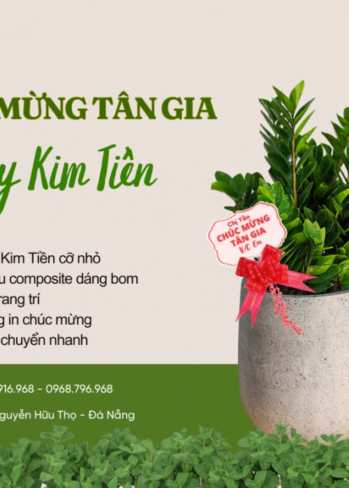 Cho thuê cây Đà Nẵng